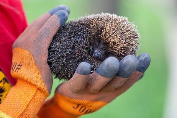 A hedgehog in hands, curled up in a ball.