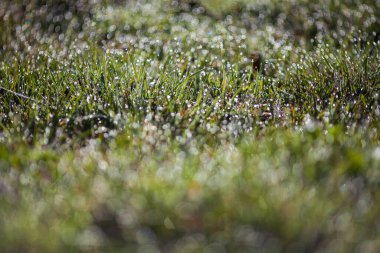 Çayırdaki çimlere çiy damlaları düşer.