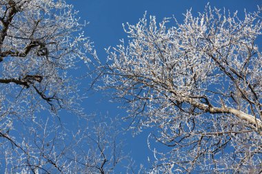 Ağaçlarla ve mavi gökyüzüyle kış manzarası