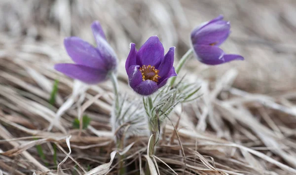 Lágy Paszta Virágzik Tavasszal Mint Egyik Első — Stock Fotó