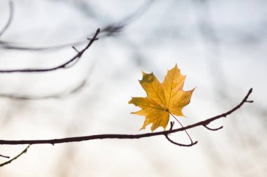 Ormanın dallarında sonbahar sarısı yapraklar.