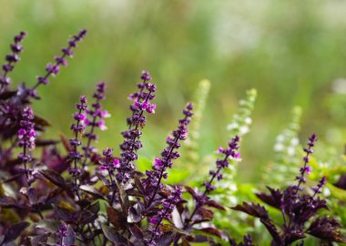 Bahçedeki güzel mor fesleğen çiçekleri