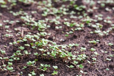 Yeşil yapraklı yeşil bitkiler..