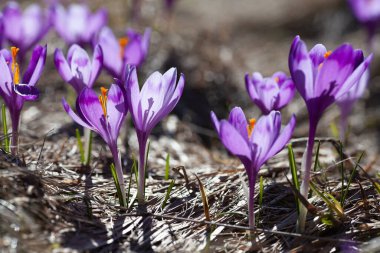 flower meadow in the mountains, blooming crocuses.