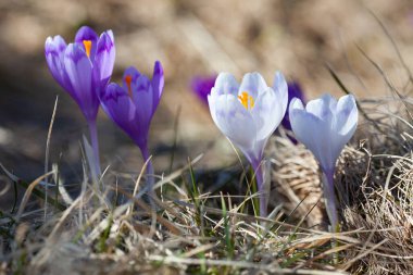 flower meadow in the mountains, blooming crocuses.