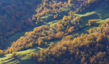 Koyun ve renkli ağaçlarla nefes kesici sonbahar manzarası
