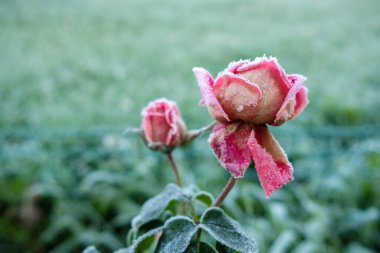 Kır donuyla kaplı bir gül goncasına seçici bir odak. 