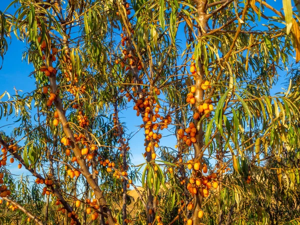 Muitas bagas de espinheiro-do-mar laranja maduras nos ramos. — Fotografia de Stock
