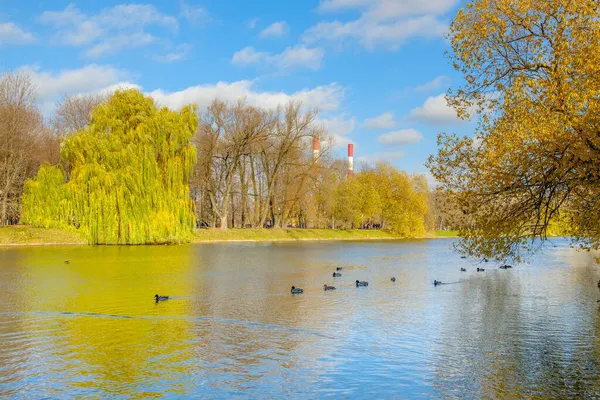 Una bandada de patos flota en la superficie del estanque. — Foto de Stock
