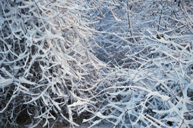 Bir kar yağışı sonrası taze karla kaplı dallara yakın çekim.