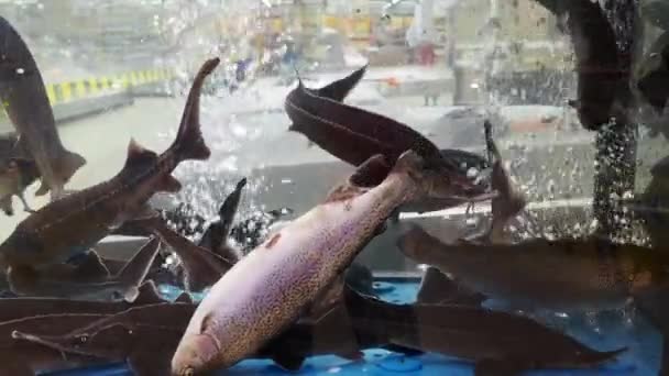 Sturgeon and salmon swim in a transparent aquarium among air bubbles. — Stock Video