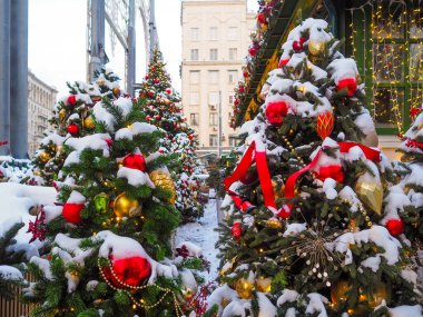 Şehir sokaklarında renkli çelenkler ve toplarla süslenmiş gerçek Noel ağaçları.