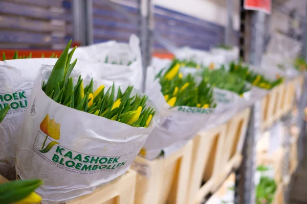 Envases con tulipanes amarillos en un estante en una tienda de frigoríficos en un almacén de flores. — Foto de Stock