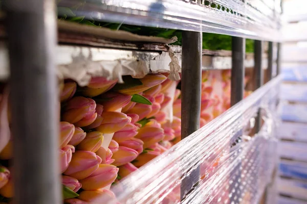 Brotes de tulipanes rosados de cerca en un estante en un contenedor en un almacén de flores. — Foto de Stock