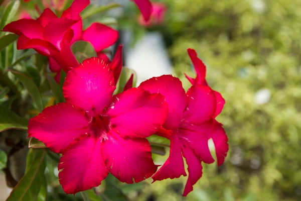 Red Desert Rose. — Stock Photo, Image