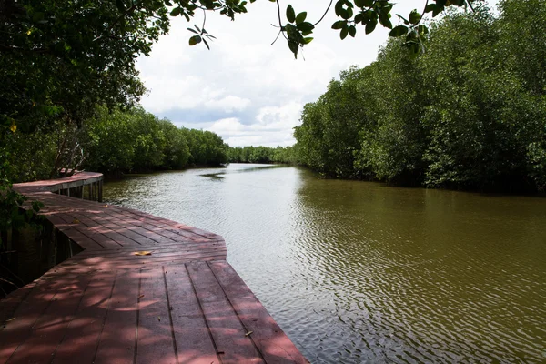 Walkway in Mangrove Forest. — Stock Photo, Image