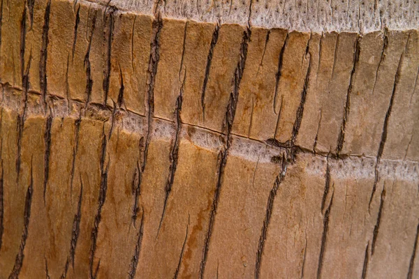 Textura da árvore de coco da casca . — Fotografia de Stock