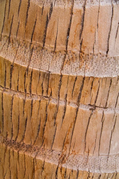 Textura de la corteza de cocotero . — Foto de Stock