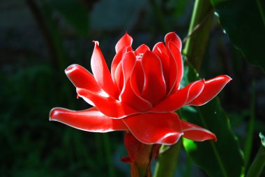 Kırmızı çiçek açan çiçek.