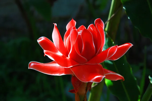 Rode bloeiende bloem. — Stockfoto