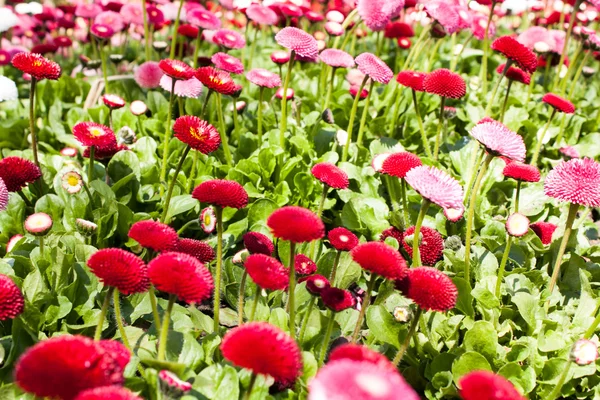 Campo de flores rojo de primer plano . — Foto de Stock