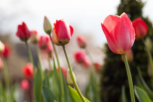 Rote Tulpenblüte. — Stockfoto