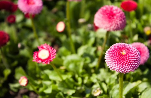 Fiore rosa . — Foto Stock