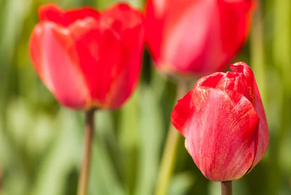 Fleur de tulipe rouge . — Photo