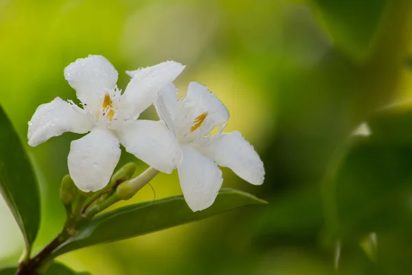 Mooie witte bloem. — Stockfoto