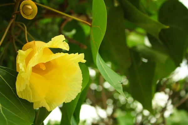 Hibiskus tiliaceus Blüte. — Stockfoto