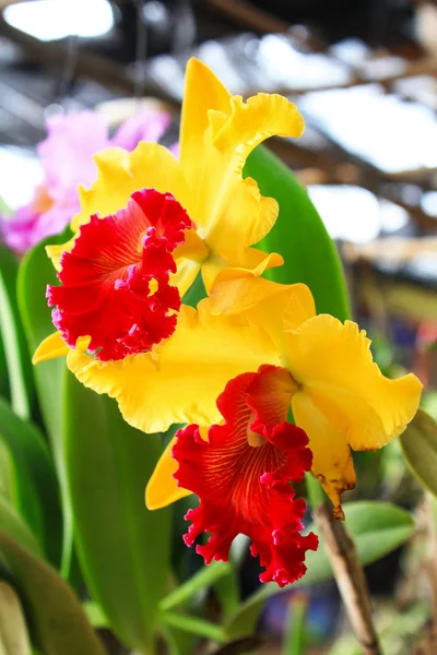 Gelbe Orchidee. — Stockfoto