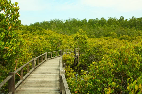Passarela na floresta de manguezais . — Fotografia de Stock