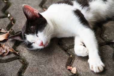 Uyuyan kedi