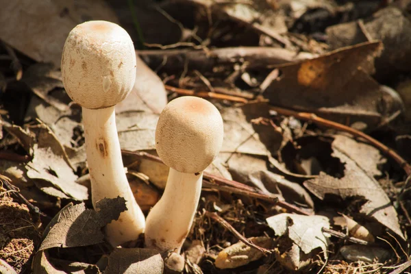 Pilze im Wald — Stockfoto