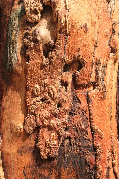 Textura de corteza de árbol rojo —  Fotos de Stock