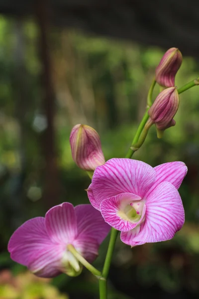 Paarse orchidee in tuin — Stockfoto
