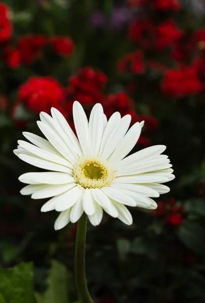 Crisantemo blanco de primavera — Foto de Stock