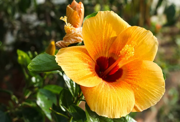 Flor amarela de hibisco — Fotografia de Stock