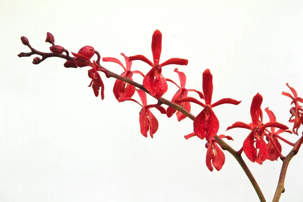 Rode orchideebloemen geïsoleerd — Stockfoto