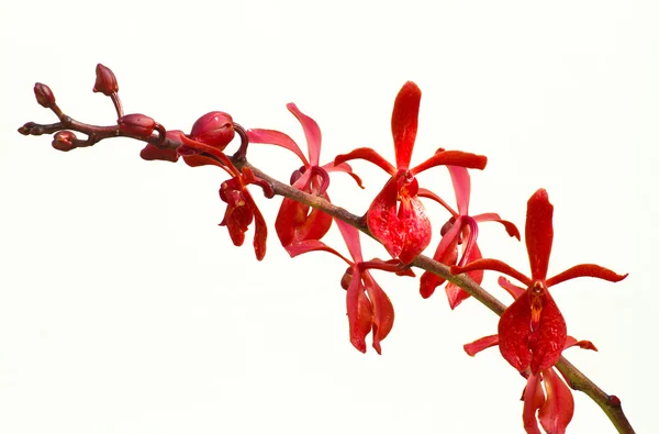 Flores de orquídea roja — Foto de Stock