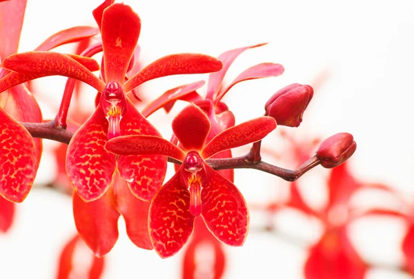 Rode orchideebloemen geïsoleerd — Stockfoto