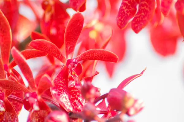 Fleurs rouges d'orchidée — Photo