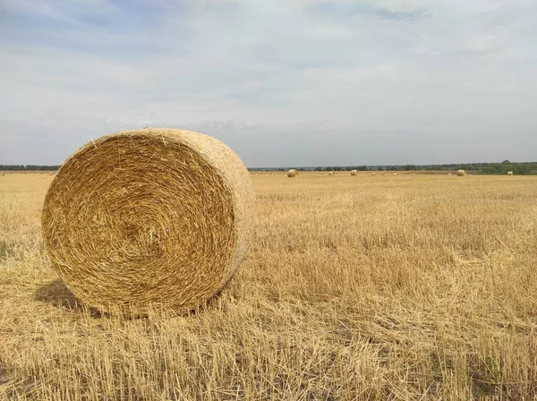 Nagy arany mező szénakazalokkal — Stock Fotó