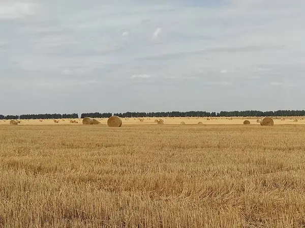 Grande campo dourado com palheiros — Fotografia de Stock