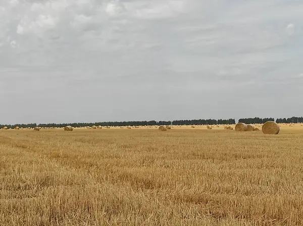 Nagy arany mező szénakazalokkal — Stock Fotó