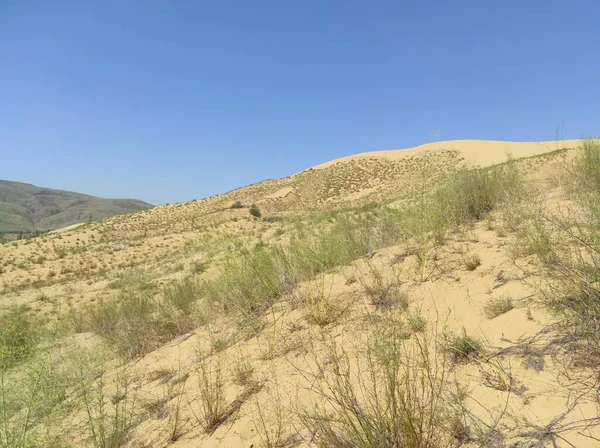 Piccola duna con sabbia gialla e vegetazione — Foto Stock