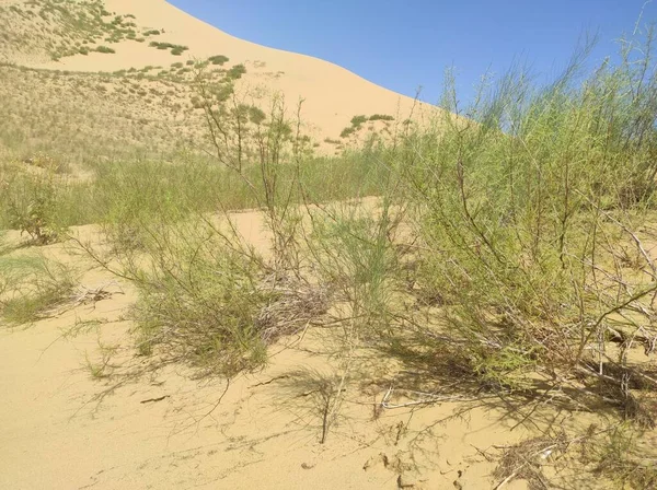 Pequena duna com areia amarela e vegetação — Fotografia de Stock