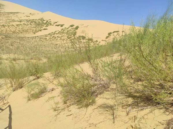 Kleine Düne mit gelbem Sand und Vegetation — Stockfoto