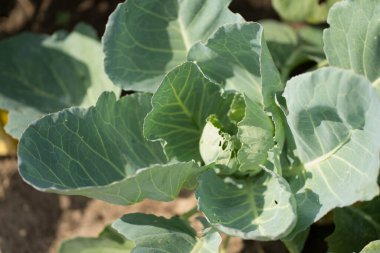 Yeşil yapraklı bir lahana başı.