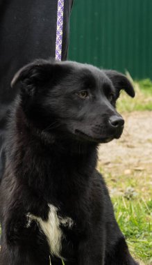 Göğsünde beyaz bir leke olan evsiz siyah köpek.